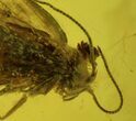 Fossil Flies (Diptera) & Butterfly (Lepidoptera) In Baltic Amber #58064-3